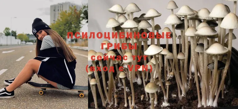 Галлюциногенные грибы Magic Shrooms  нарко площадка официальный сайт  Алушта  наркота 